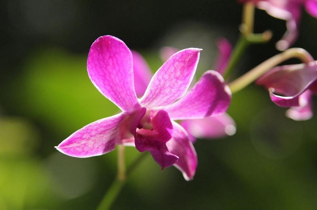Hotel The Fiji Orchid Lautoka Exterior foto